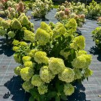 Hortenzia metlinatá (Hydrangea paniculata) ´MAGICAL LIME SPARKLE´® - výška 40-50 cm, kont. C2L